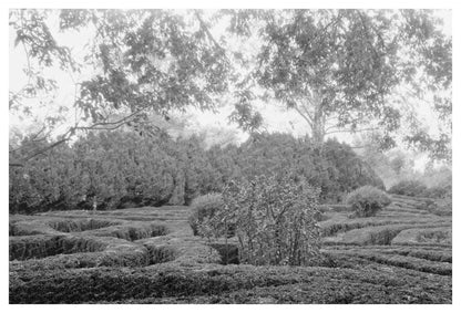 Vintage 1953 Photo of Thomas Randolphs School in Virginia