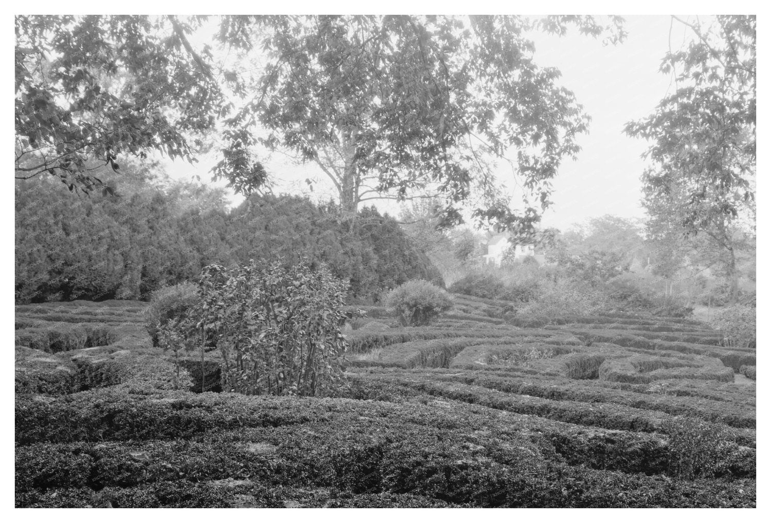 Vintage Photo of Goochland County, VA, 1953