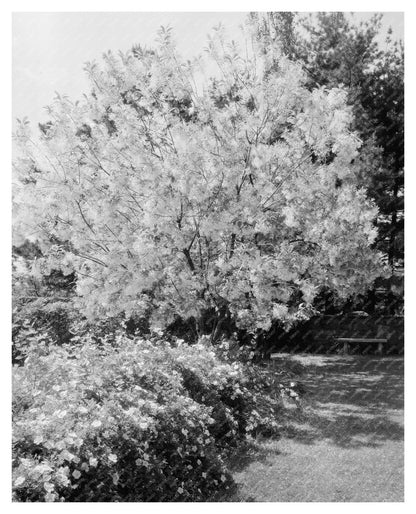 Vintage Garden Photograph, Warrenton, VA, 20th Century