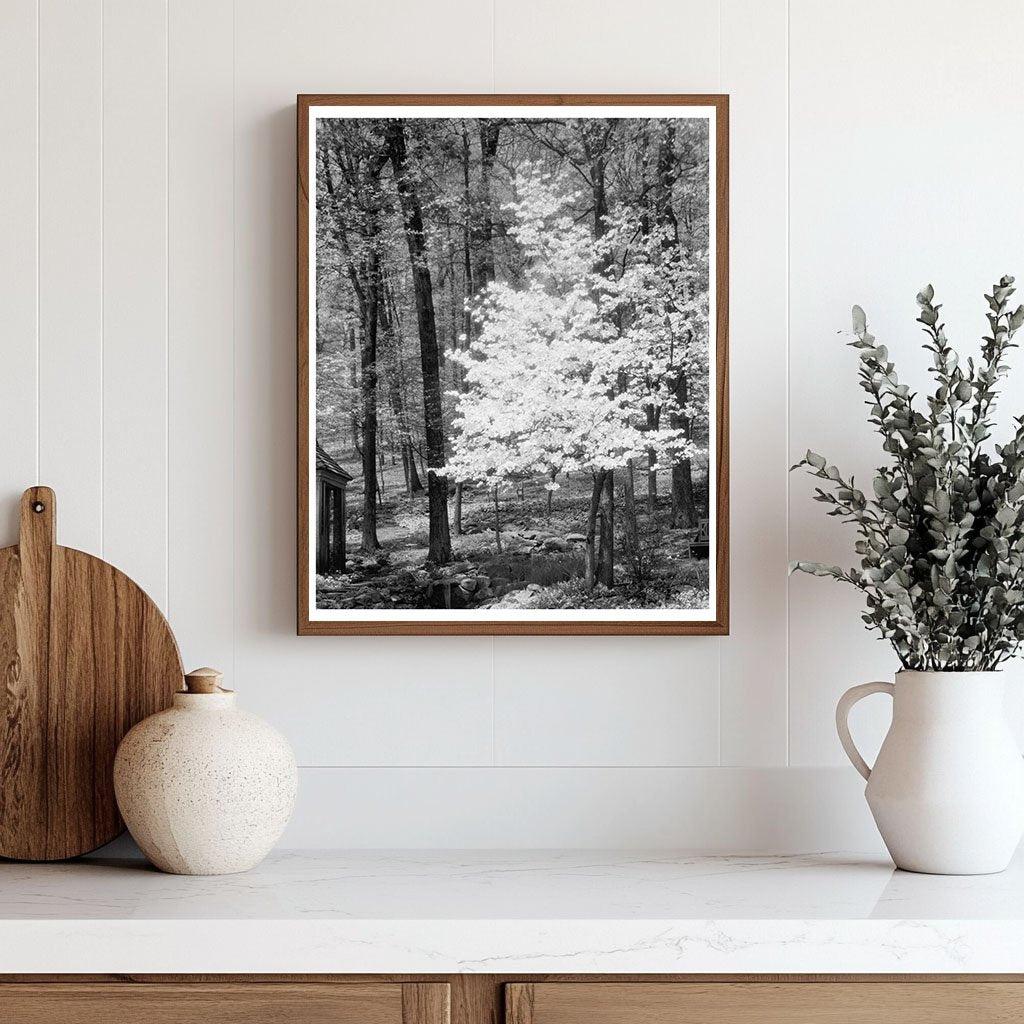 Gordonsville Estate, Virginia - Mid 20th Century Photo