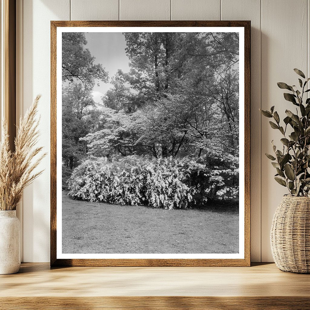 Gordonsville VA Estate Garden Photo, Early 20th Century