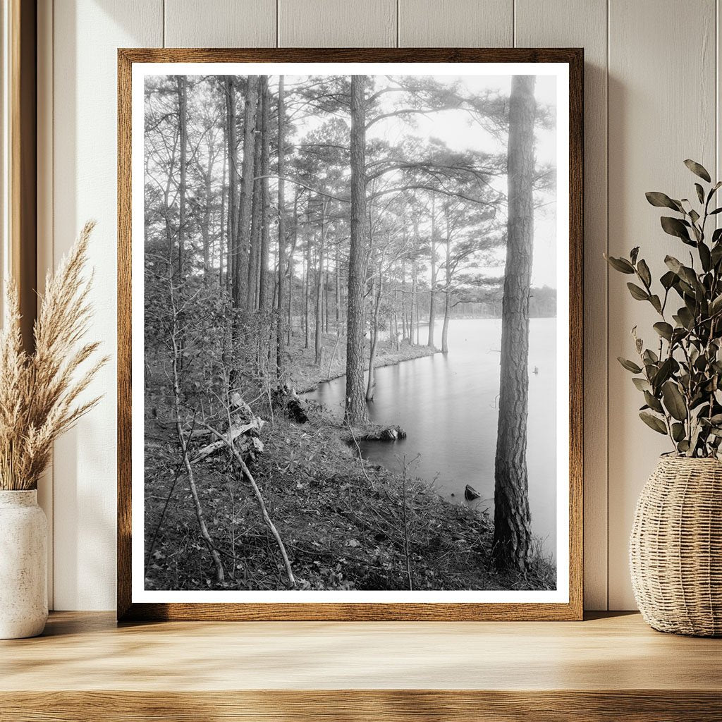 Vintage Landscape Photo, Princess Anne County, VA 1900s