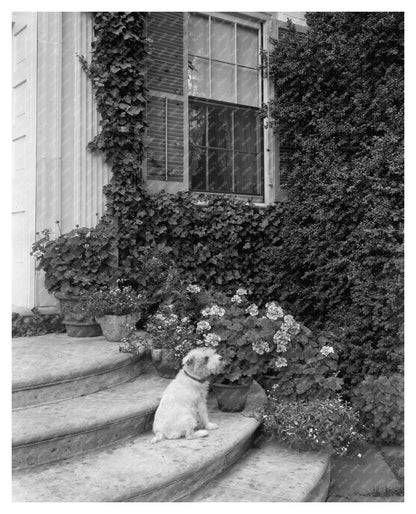 Vintage Architecture Photo, Fredericksburg, VA 20th Century