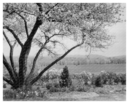 Historic Garden Landscape in Boyce, VA 20th Century