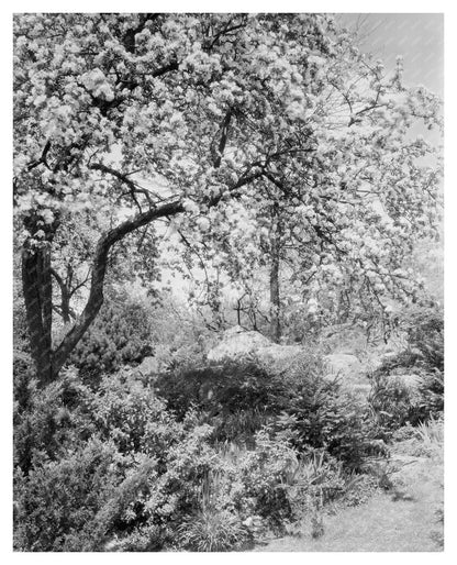 Boyce VA Garden Landscape Photo, Early 20th Century