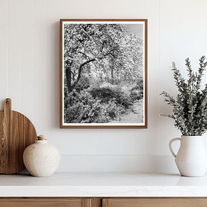 Boyce VA Garden Landscape Photo, Early 20th Century