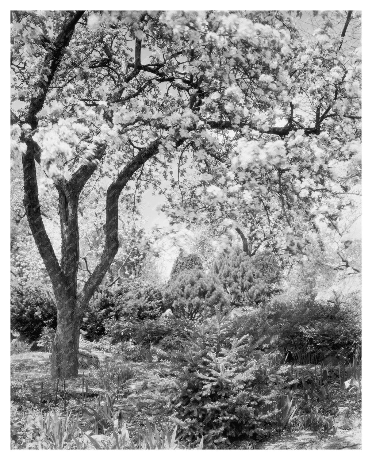 Vintage Garden Landscape in Boyce, VA, 20th Century