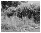 Fauquier County, VA Gardens - Early 20th Century