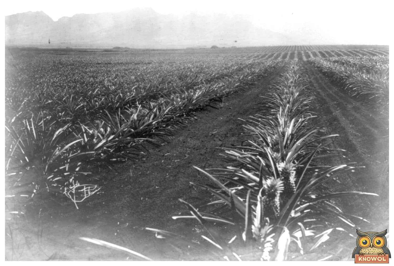 Wahiawa Pine Coffee Plantation in Early 1900s Hawaii
