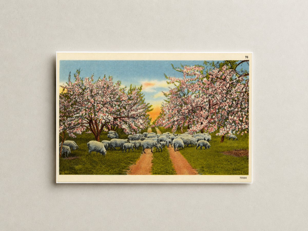 Apple blossom time, scene like this make this section a veritable fairyland for weeks in the spring time. — Vintage Maryland Postcard