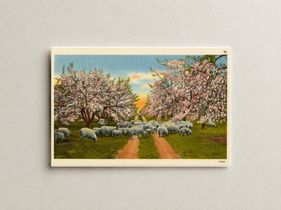 Apple blossom time, scene like this make this section a veritable fairyland for weeks in the spring time. — Vintage Maryland Postcard