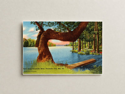 View along Pocomoke River, Pocomoke City, MD — Vintage Maryland Postcard