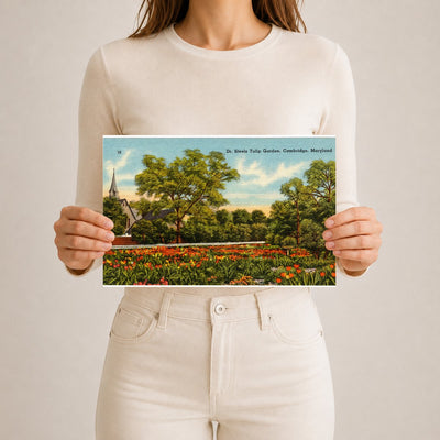Dr. Steels Tulip Garden, Cambridge, Maryland — Vintage Maryland Postcard