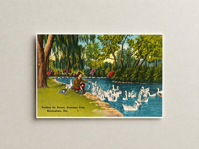 Birmingham, AL: Feeding the swans, Avondale Park