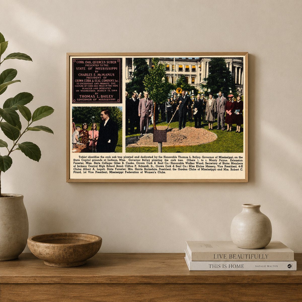 MS: Tablet identifies the cork oak tree planted and dedicated by the Honorable Thomas L. Bailey, Governor of Mississippi, on the State Capitol grounds at Jackson