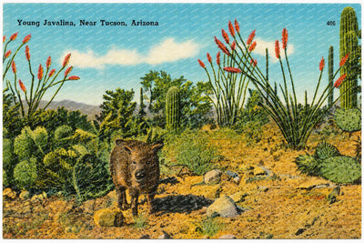 Tucson, AZ: Young Javelina, near Tucson