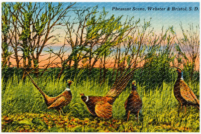 Bristol, SD: Pheasant Scene, Webster & Bristol