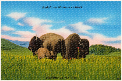 MT: Buffalo on Montana Prairies