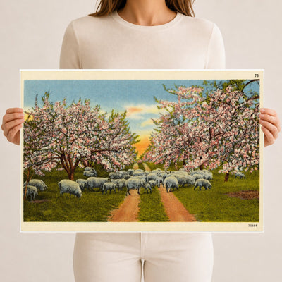 Apple blossom time, scene like this make this section a veritable fairyland for weeks in the spring time. — Vintage Maryland Postcard