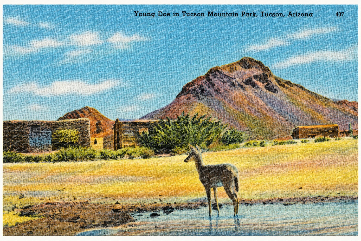 Tucson, AZ: Young Doe in Tucson Mountain Park