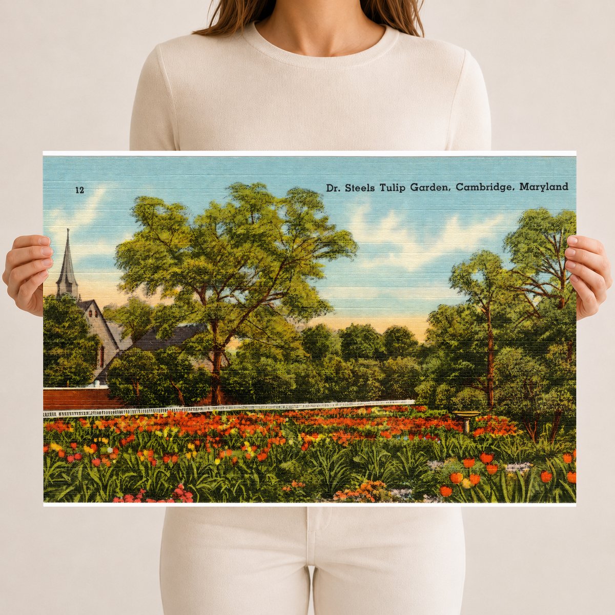 Dr. Steels Tulip Garden, Cambridge, Maryland — Vintage Maryland Postcard