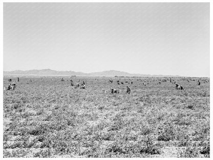 500 Pea Pickers at Sinclair Ranch California 1939 - Available at KNOWOL