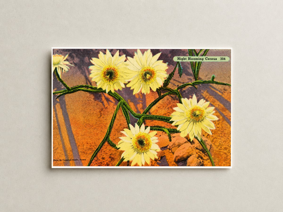 Tucson, AZ: Night Blooming Cereus