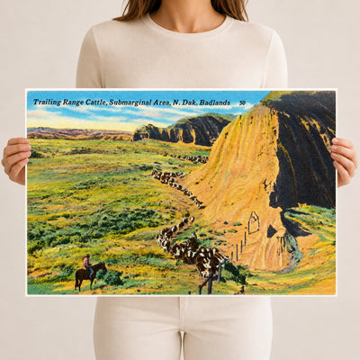 Little Badlands, ND: Trailing range cattle, submarginal area, N. Dak. Badlands