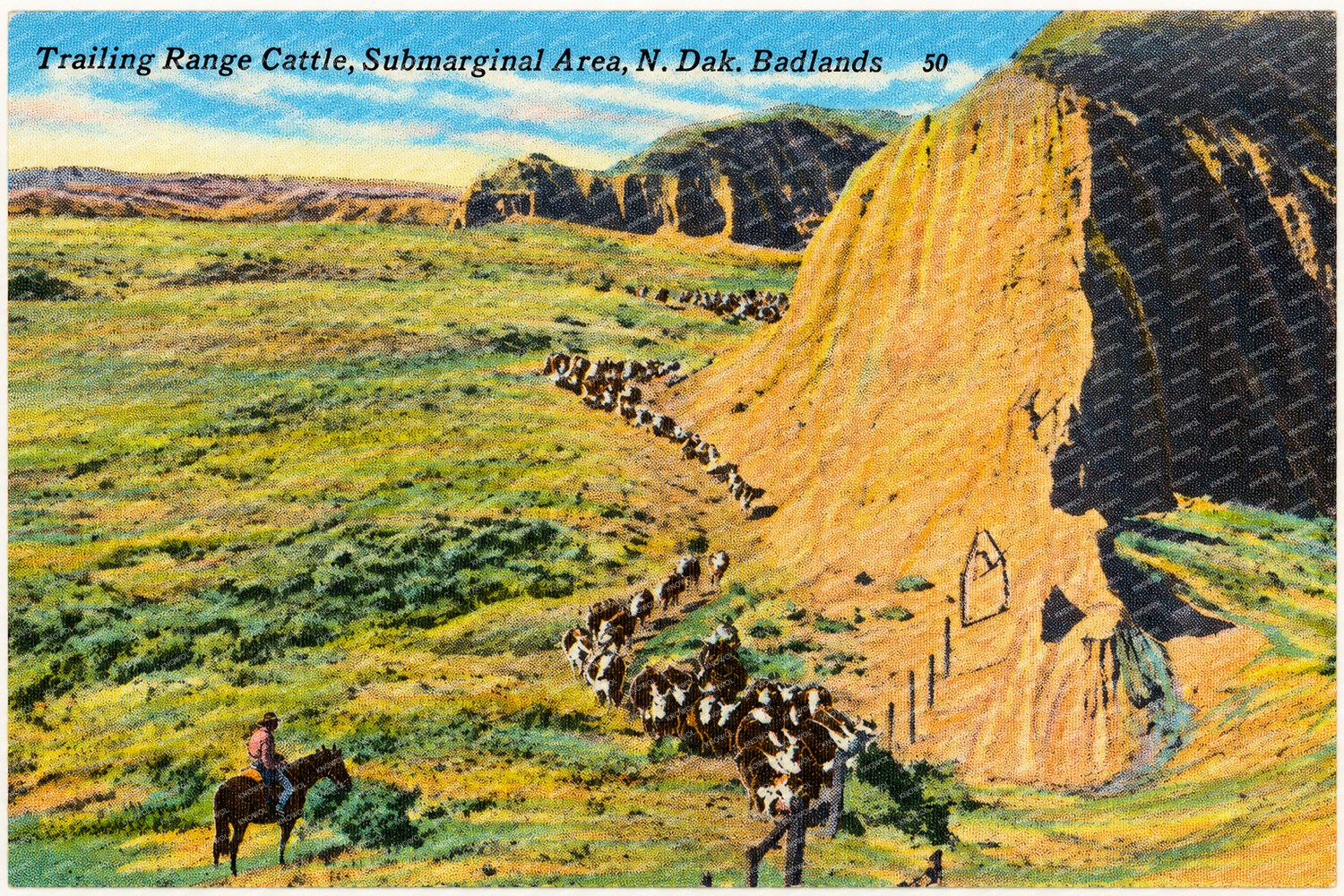 Little Badlands, ND: Trailing range cattle, submarginal area, N. Dak. Badlands