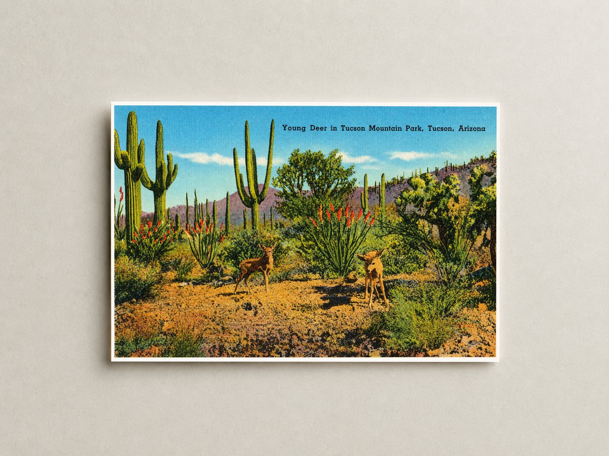 Tucson, AZ: Young deer in Tucson Mountain Park