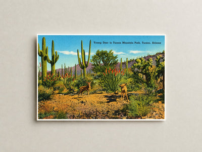 Tucson, AZ: Young deer in Tucson Mountain Park
