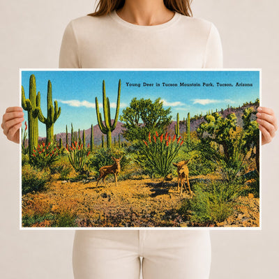 Tucson, AZ: Young deer in Tucson Mountain Park