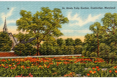 Dr. Steels Tulip Garden, Cambridge, Maryland — Vintage Maryland Postcard