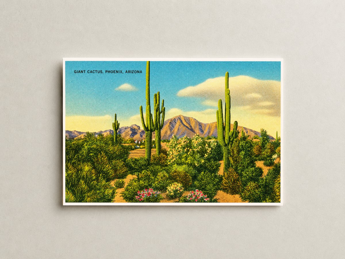 Phoenix, AZ: Giant cactus