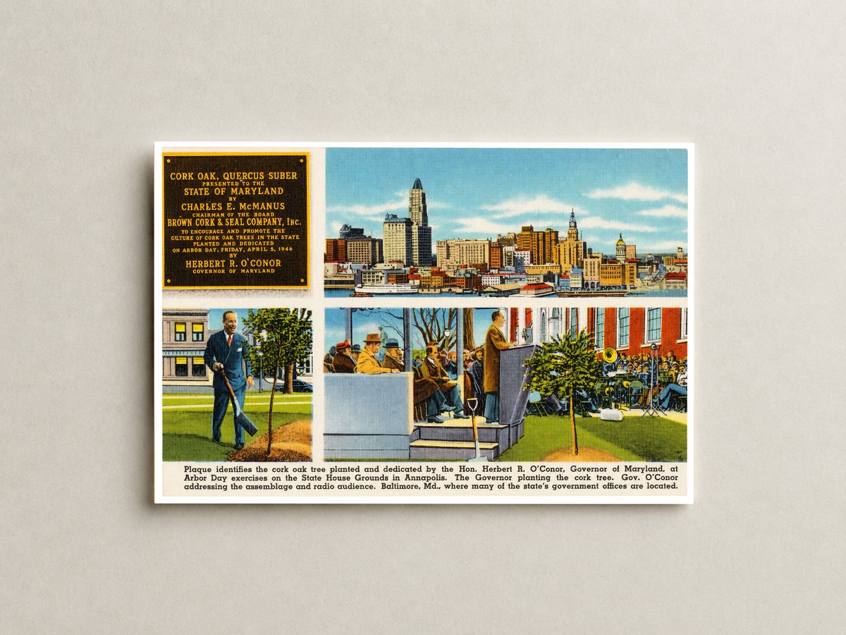 Plaque identifies the cork oak tree planted and dedicated by the Hon. Herbert R. O'Conor, Governor of Maryland, at the Arbor Day exercises on the State House Grounds in Annapolis. The Governor planting the cork tree. Gov — Vintage Maryland Postcard