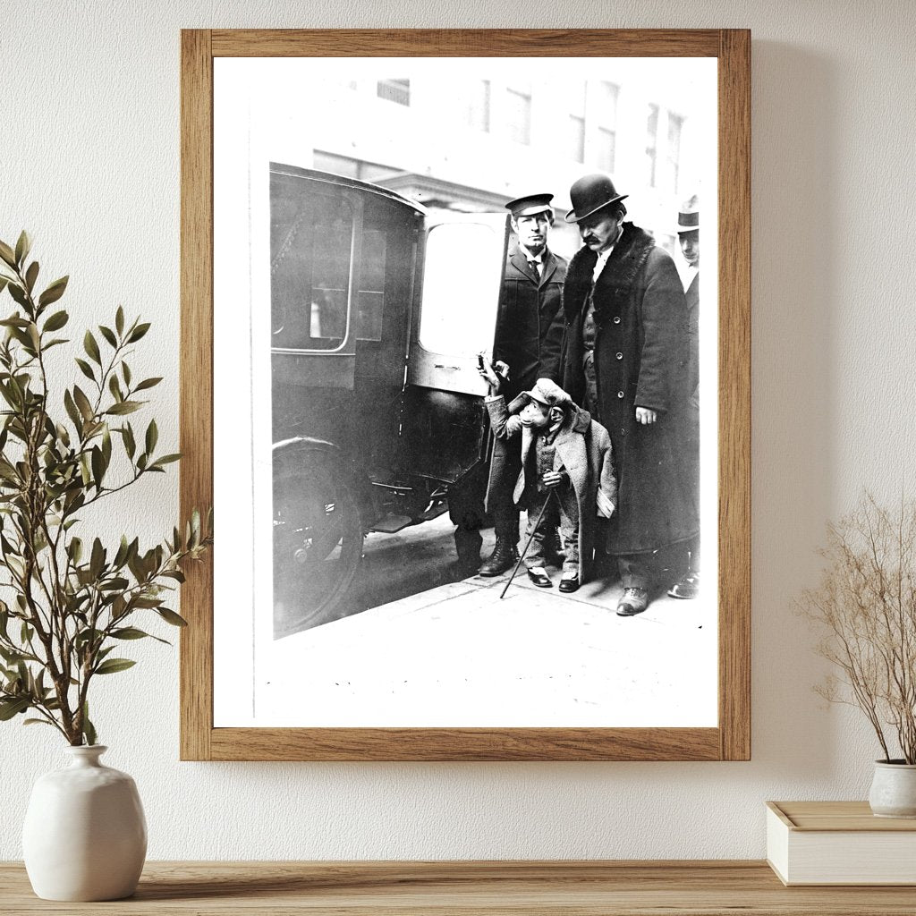 Dapper Chimpanzee by Vintage Car at Hippodrome