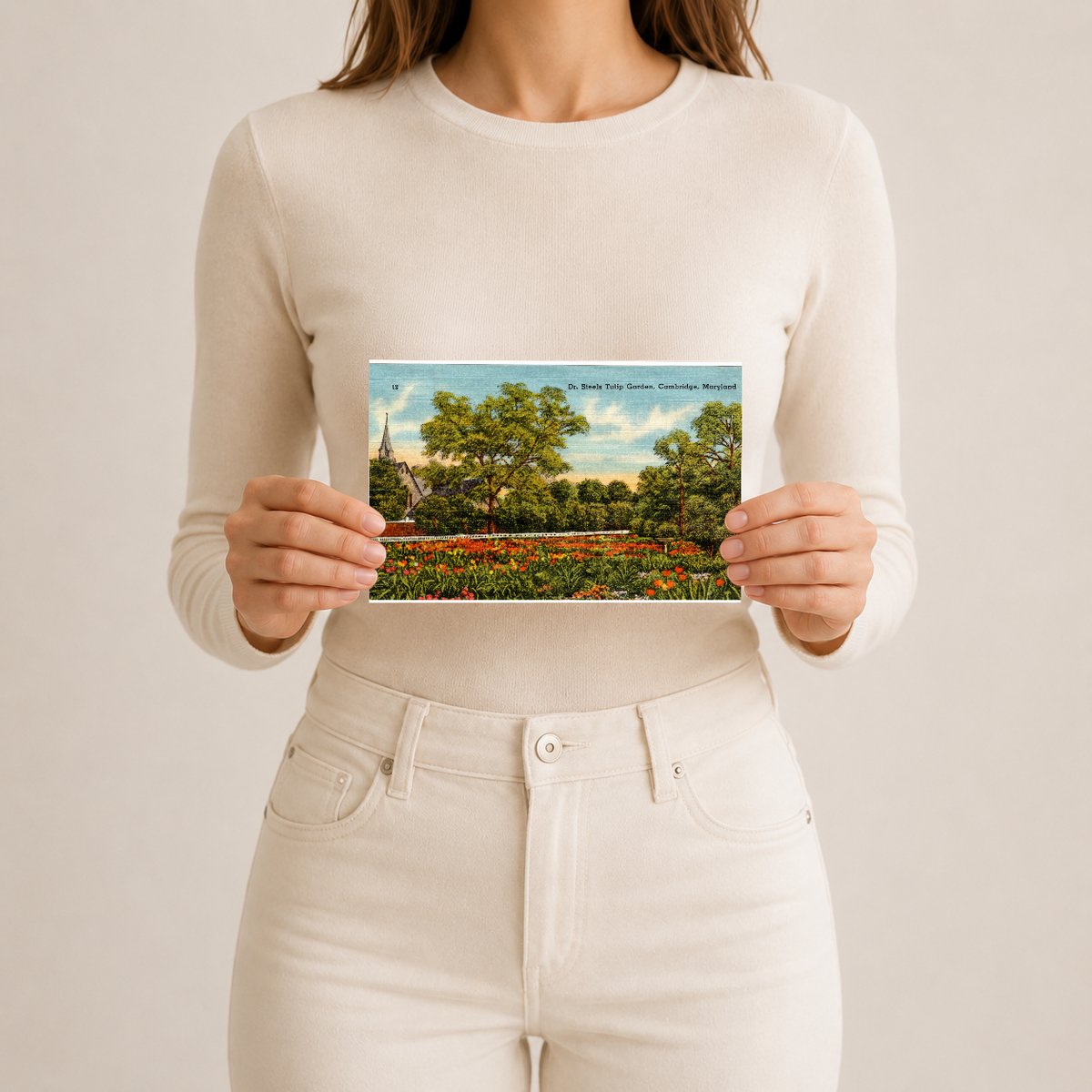 Dr. Steels Tulip Garden, Cambridge, Maryland — Vintage Maryland Postcard