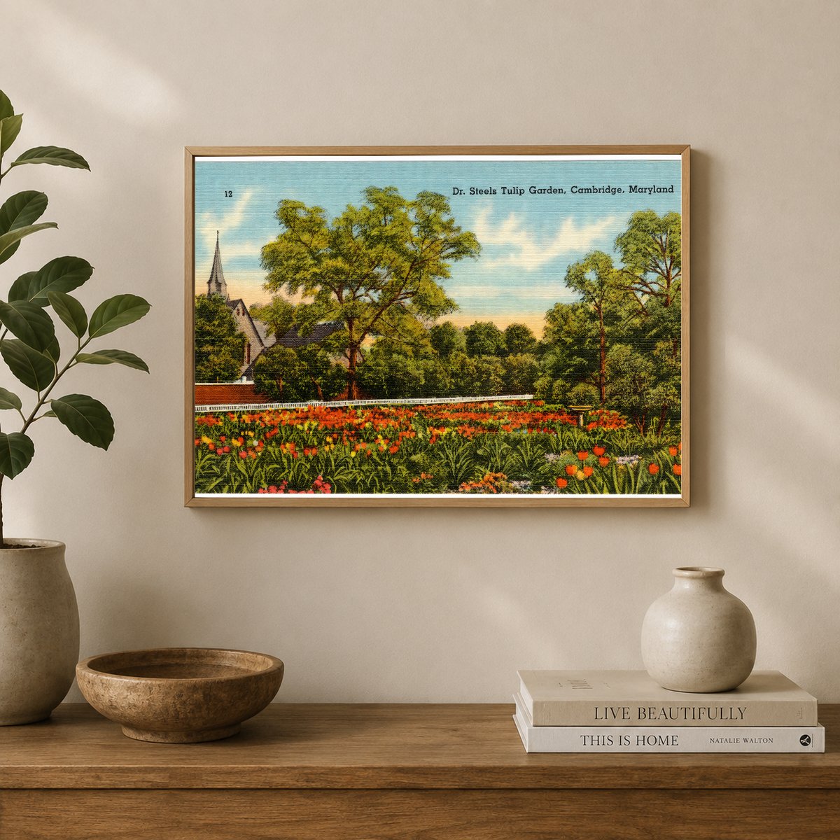 Dr. Steels Tulip Garden, Cambridge, Maryland — Vintage Maryland Postcard