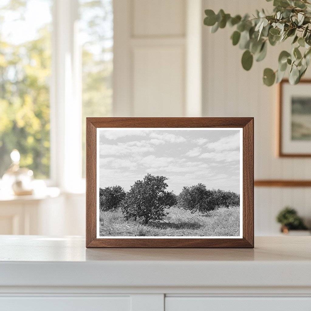 Abandoned Citrus Grove Weslaco Texas February 1939 - Available at KNOWOL