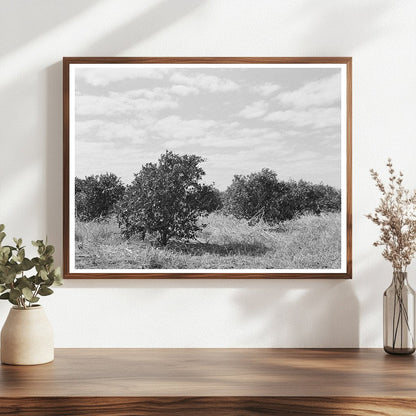 Abandoned Citrus Grove Weslaco Texas February 1939 - Available at KNOWOL