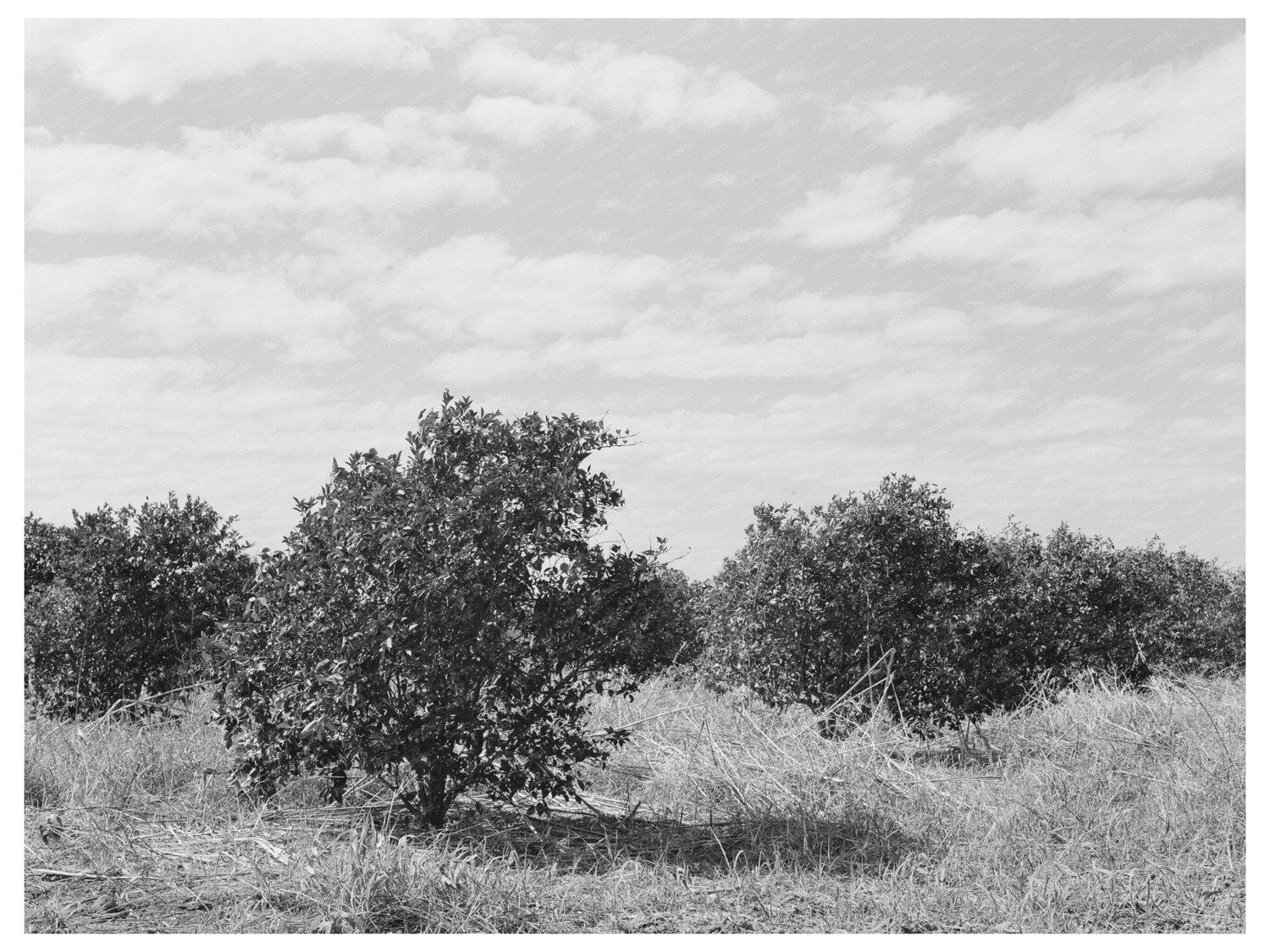 Abandoned Citrus Grove Weslaco Texas February 1939 - Available at KNOWOL