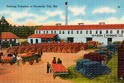 Canning tomatoes at Pocomoke City, MD — Vintage Maryland Postcard
