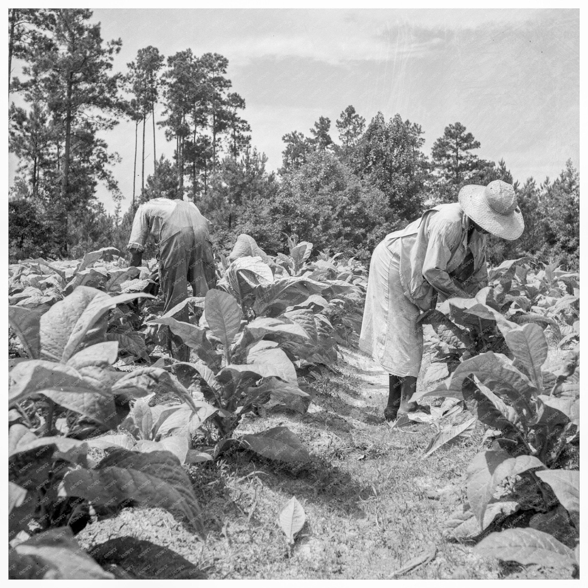 African American Tenants Topping Tobacco North Carolina 1939 - Available at KNOWOL