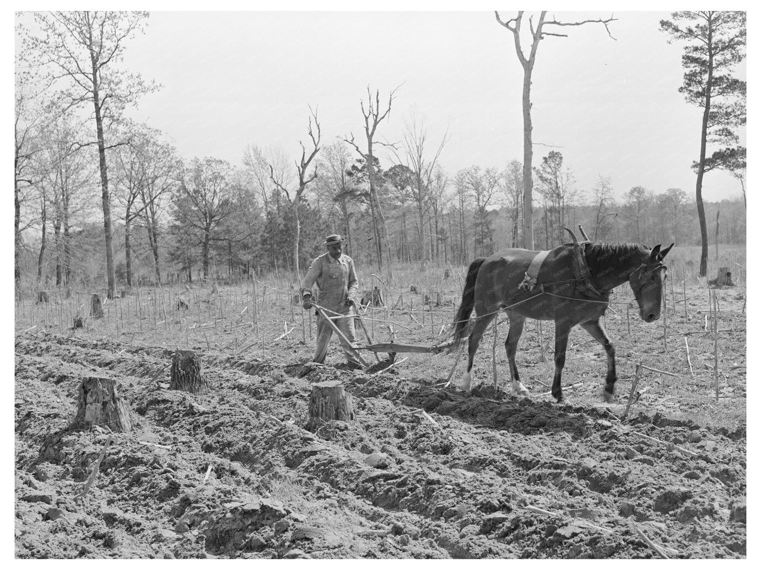 Agricultural Activity in Marshall Texas 1939 - Available at KNOWOL