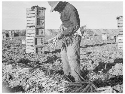 Agricultural Labor in Imperial Valley February 1939 - Available at KNOWOL