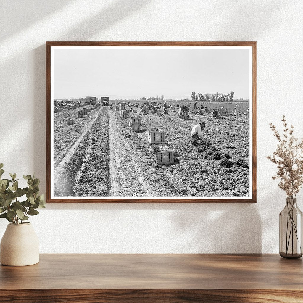 Agricultural Labor Scene in Imperial Valley 1939 - Available at KNOWOL