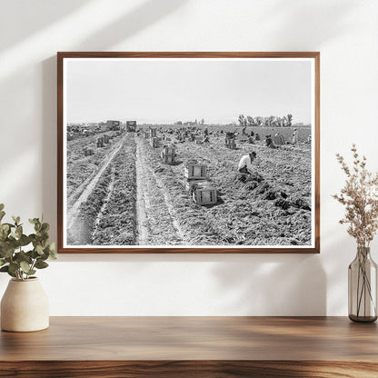 Agricultural Labor Scene in Imperial Valley 1939 - Available at KNOWOL