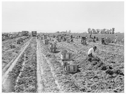 Agricultural Labor Scene in Imperial Valley 1939 - Available at KNOWOL