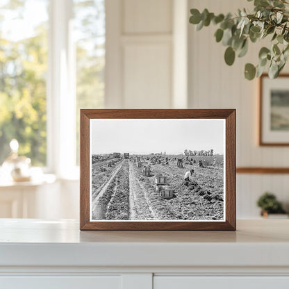 Agricultural Labor Scene in Imperial Valley 1939 - Available at KNOWOL