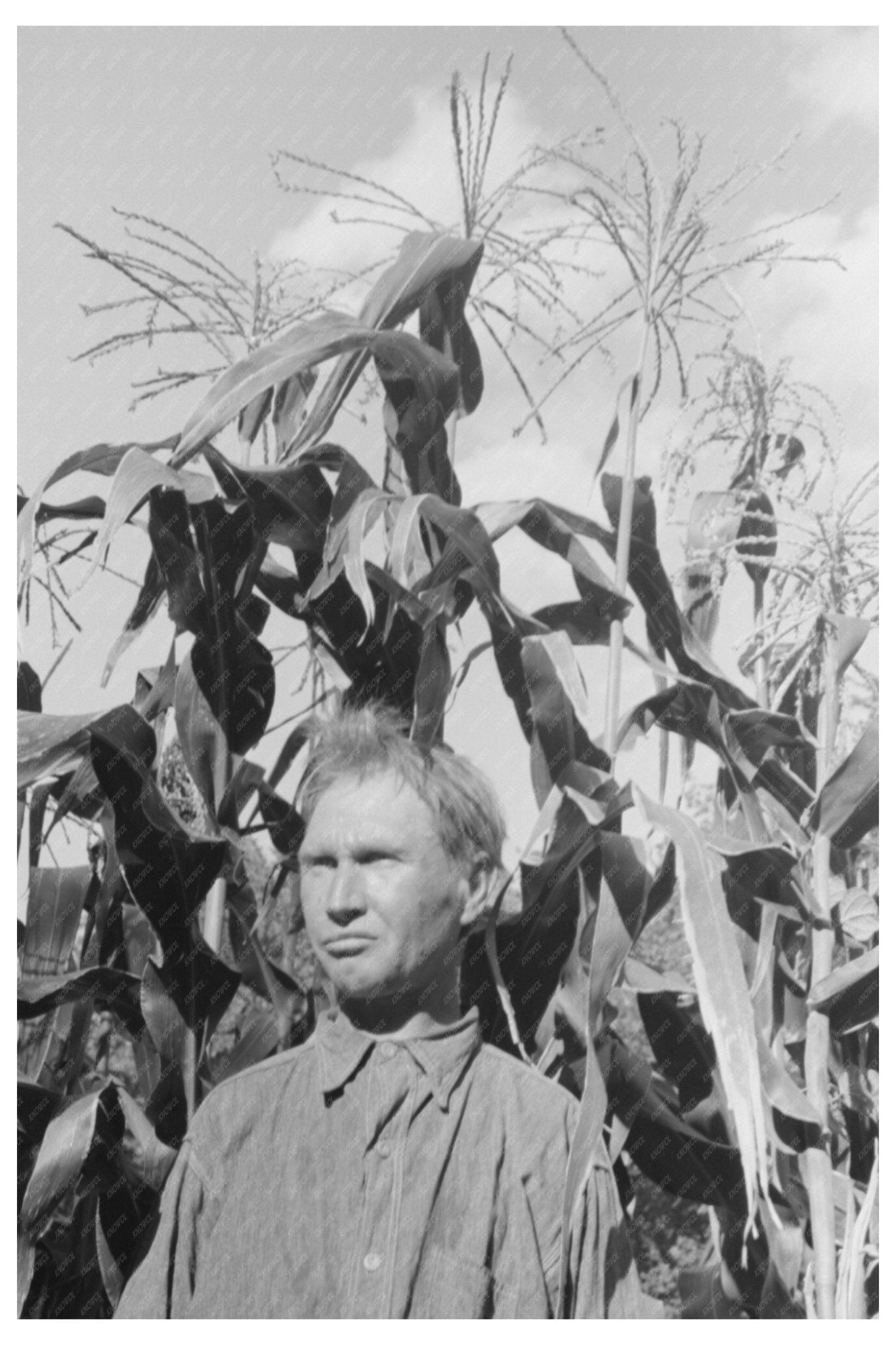 Agricultural Laborer in Cornfield Oklahoma City 1939 - Available at KNOWOL